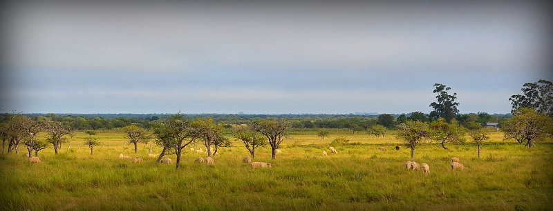 italiana - Paisaje Corrientes