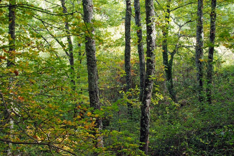 Bosco Calabria