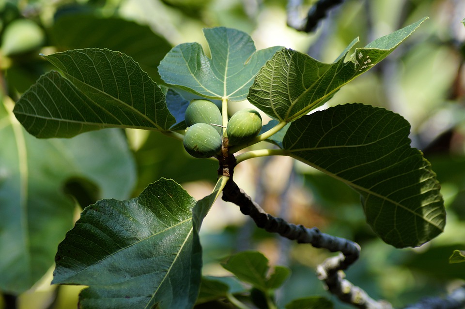 la leggenda calabrese dell'albero di fico