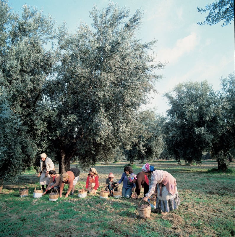 le donne raccolgono le olive dal XIII secolo a.C.