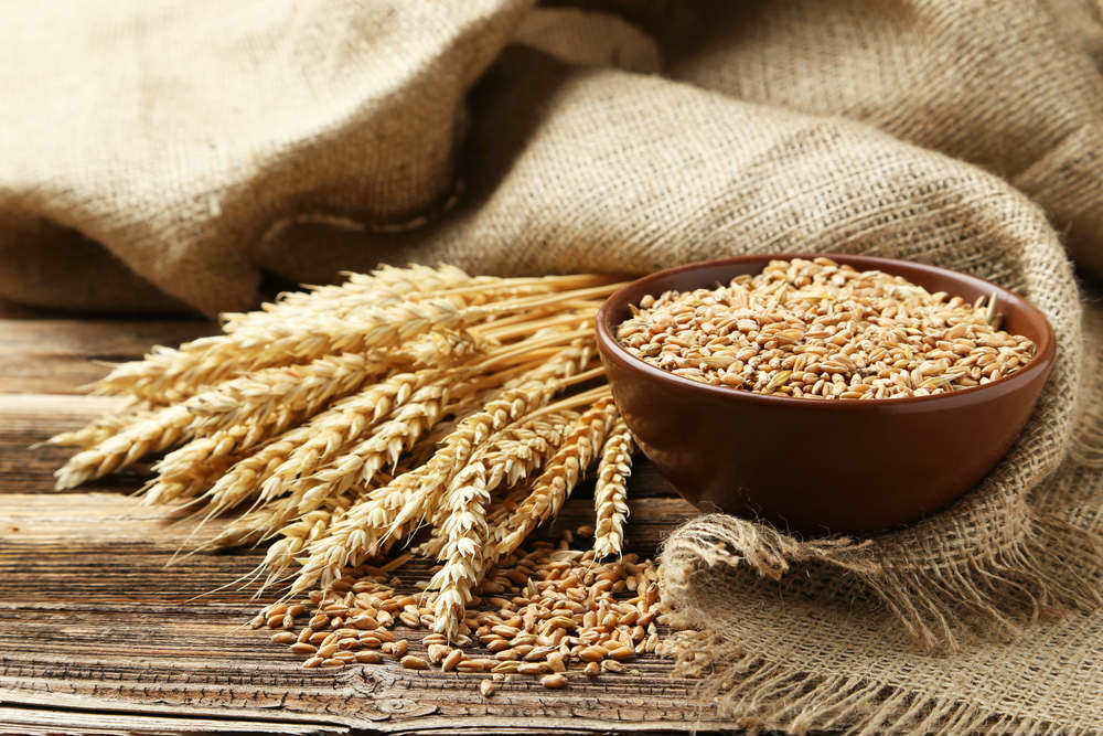 Grano per la cuccia