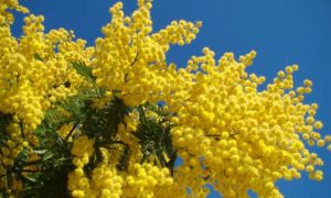 Mimosa Copertina