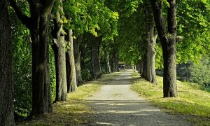 Viale Castagneto