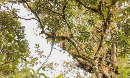 Biotopo - El Quetzal En Su Habitad Natural