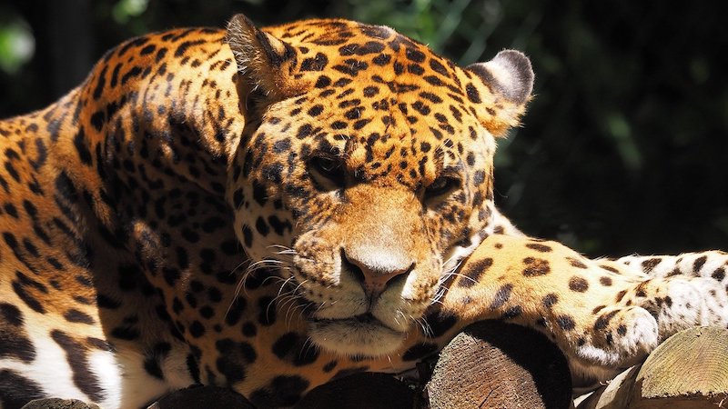 Rostro De Jaguar - Jaguar  Majestuoso