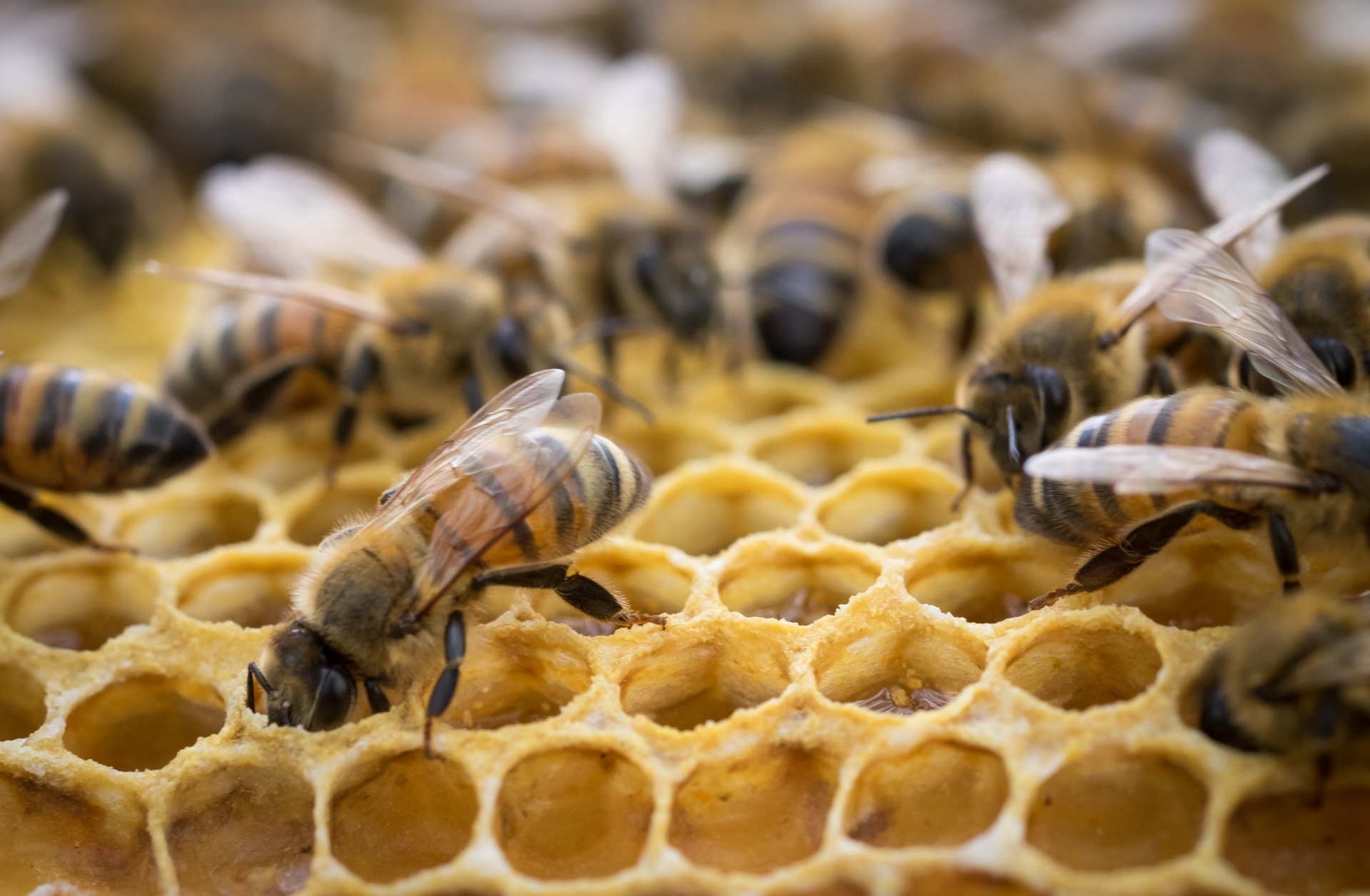 3Bee: il progetto made in Italy che salverà le api - italiani.it
