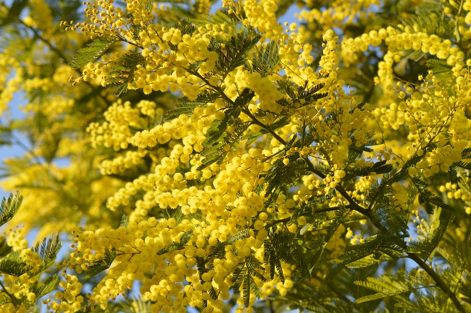 Mimosa: symbol of an exclusively Italian custom