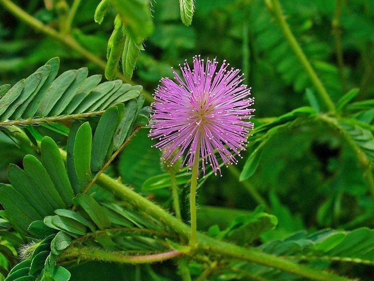 The common mimosa is not the true mimosa. What does it mean?