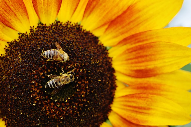 Le api, insetti indispensabili per la nostra sopravvivenza, a Mantova sono di casa