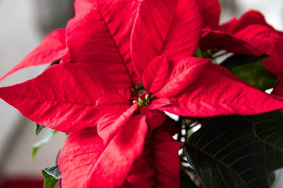 La stella di Natale (l’euphorbia pulcherrima) è imparentata con l’albero della gomma, quindi può provocare sintomi negli allergici al lattice