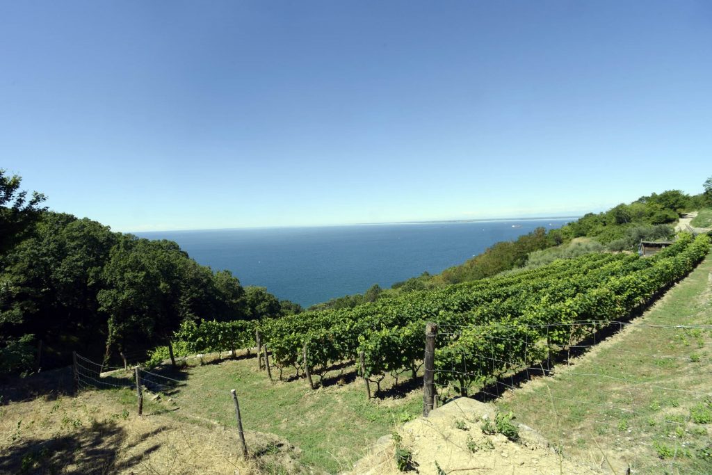 Duino. A vineyard in the Karst