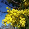 Mimosa oksalla