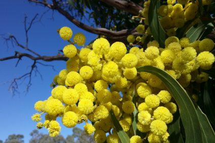 Mimosa en la rama
