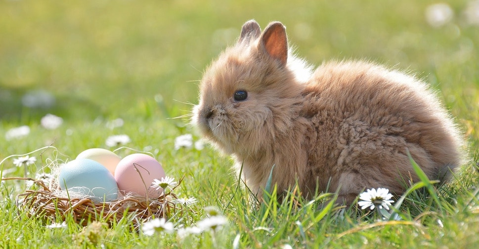 La Pasqua, coniglio e cesto di uova colorate