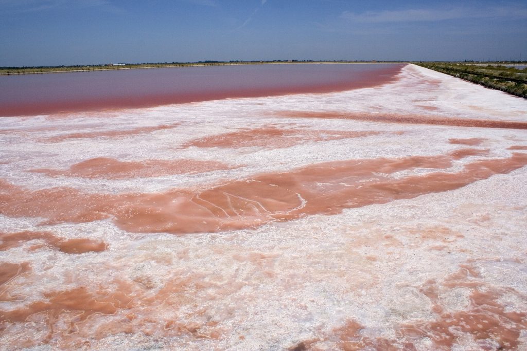 bacino rosa