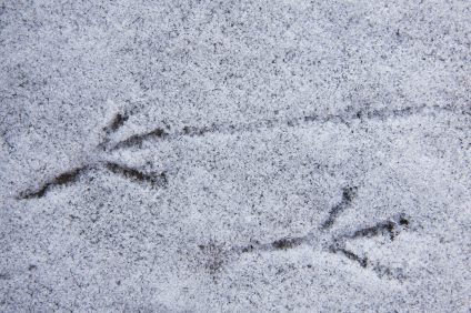 Days of the blackbird. Footprints in the snow