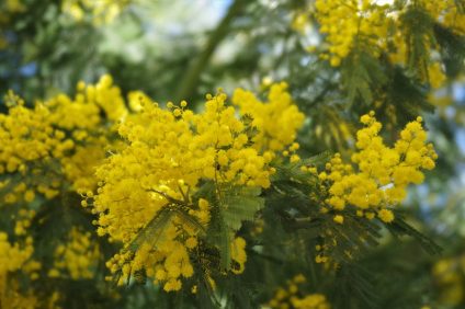 woman's day - twig of mimosa