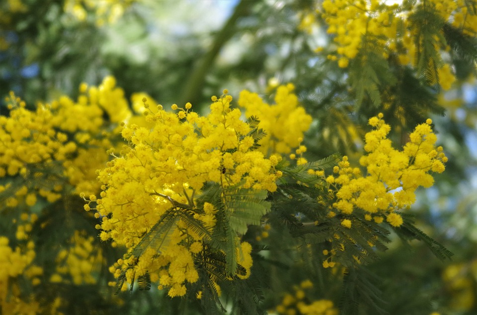 woman's day - twig of mimosa
