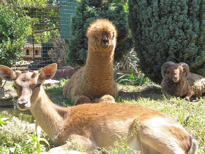 The Secret Garden of Airola also hosts the dwarf alpaca
