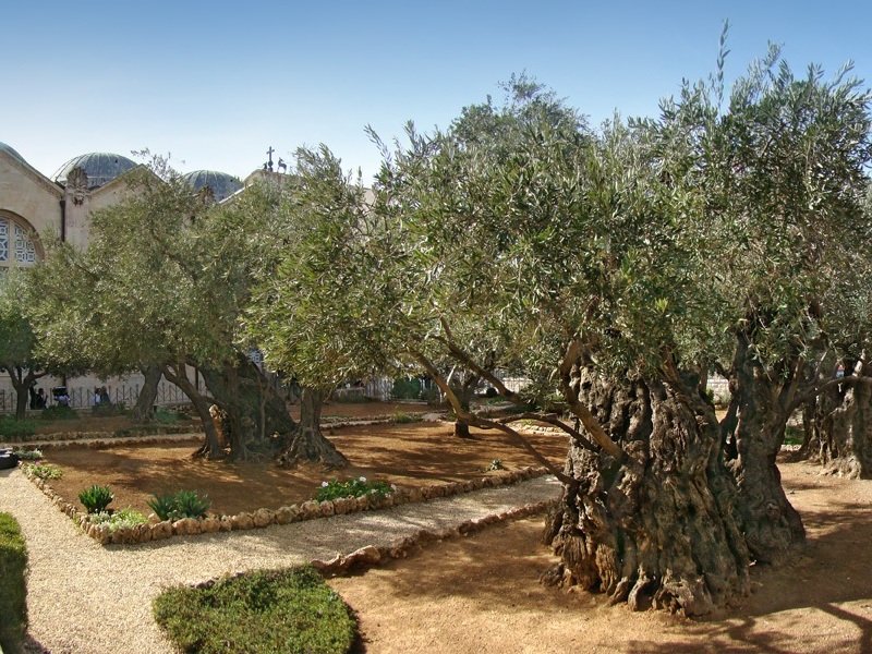 the olive trees of Jerusalem in third place