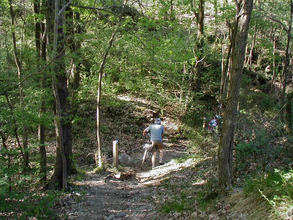 forest of Montalto Dora - the path