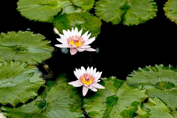 Water lilies in the most beautiful garden in the world
