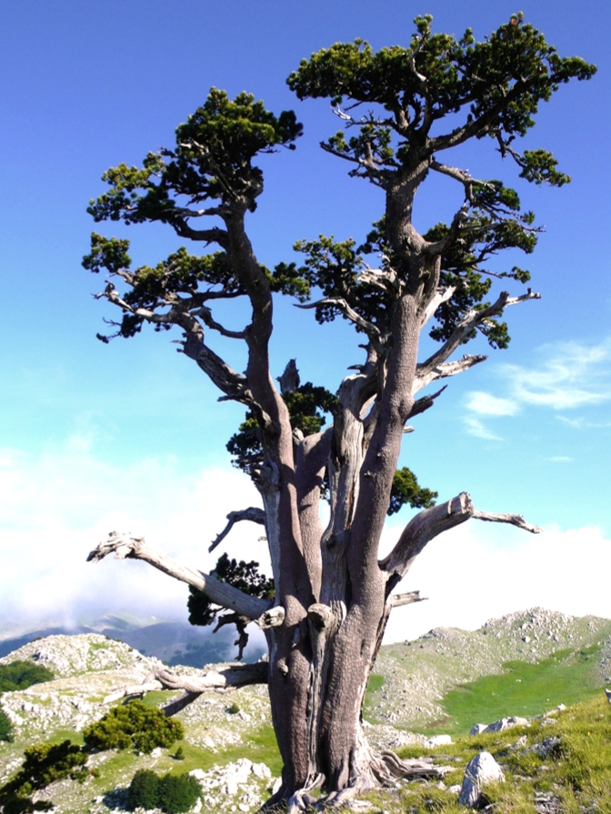 der älteste Baum, die Pollino-Kiefer