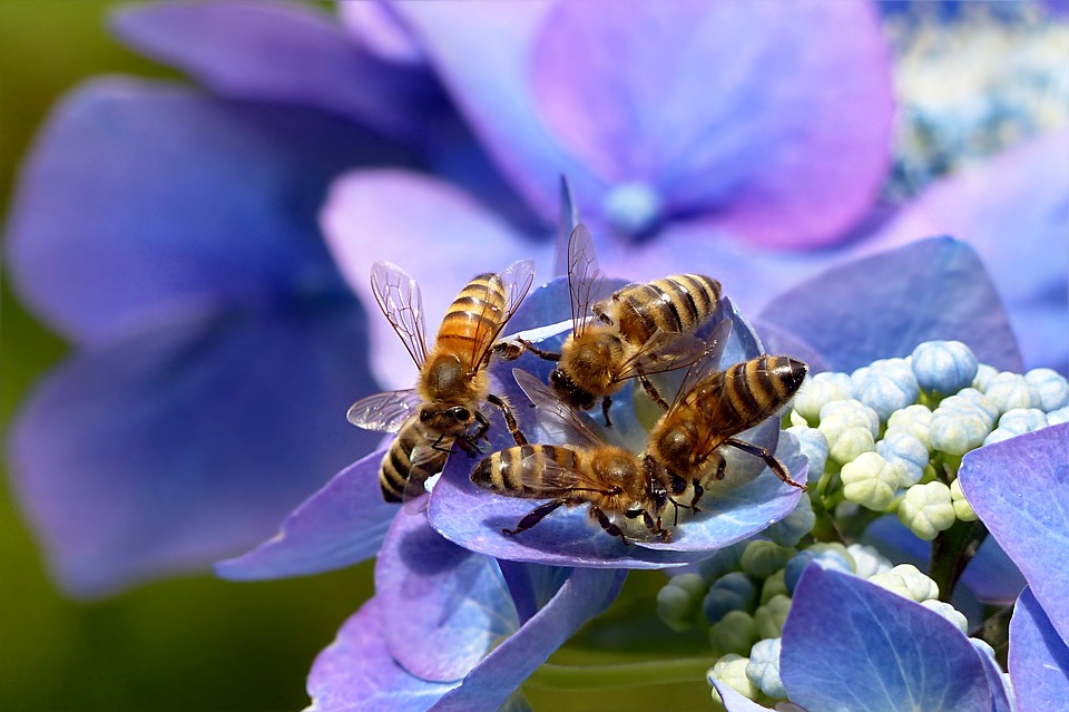 Apepak - abeilles qui se nourrissent de nectar