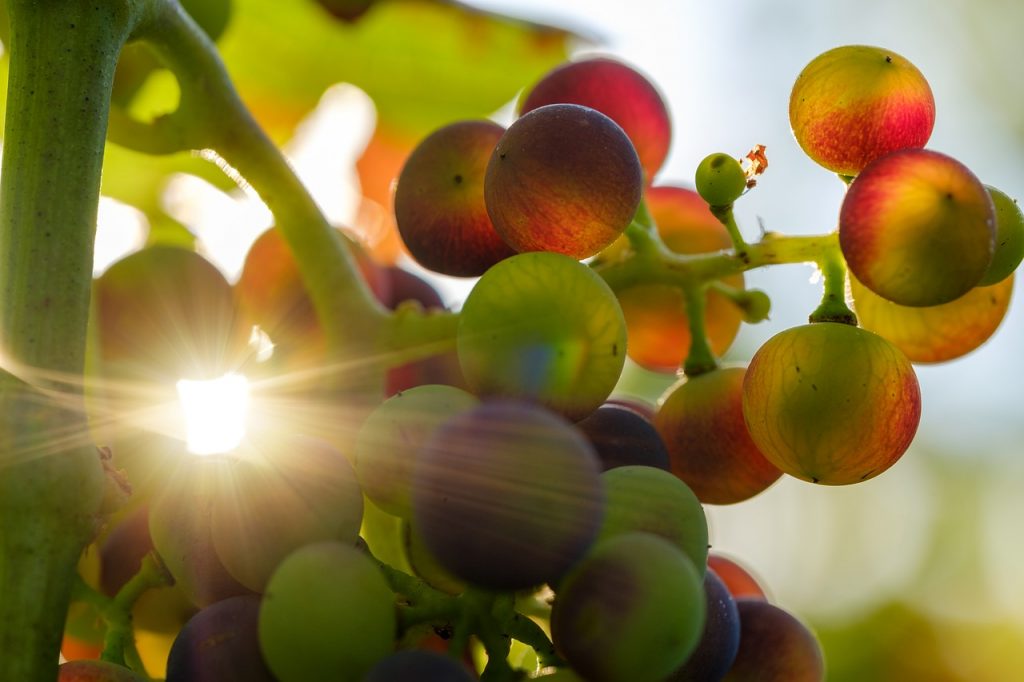 Azúcar de uva. Uvas de uva atravesadas por un rayo de sol