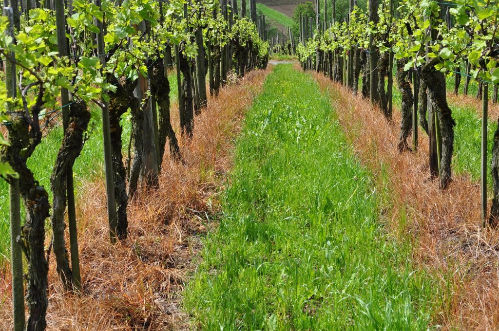 Traubenzucker. Ein Weinberg mit den grünen Farben der reifenden Früchte