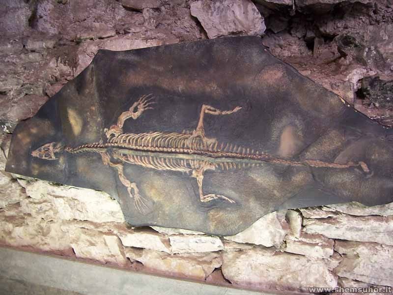 fossil of Lariosaurus found along the shores of Lake Como