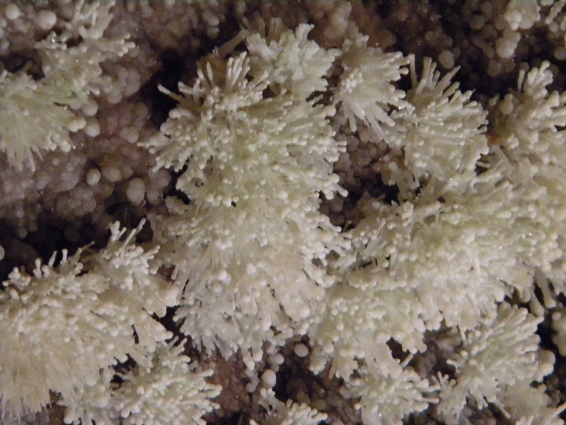 Grotte di Toirano: cristalli a forma di fiore
