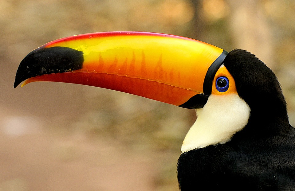 tucano sulfureo