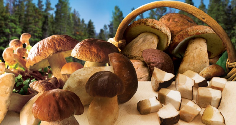 basket with porcini mushrooms that can be picked in the woods