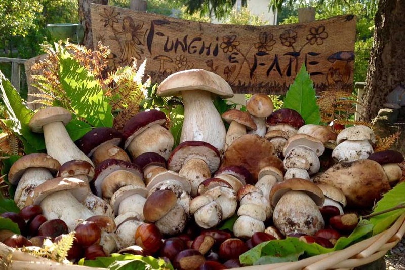 Porcini mushrooms collected in the Italian woods