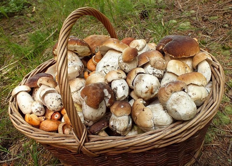 Porcini mushrooms collected in special baskets