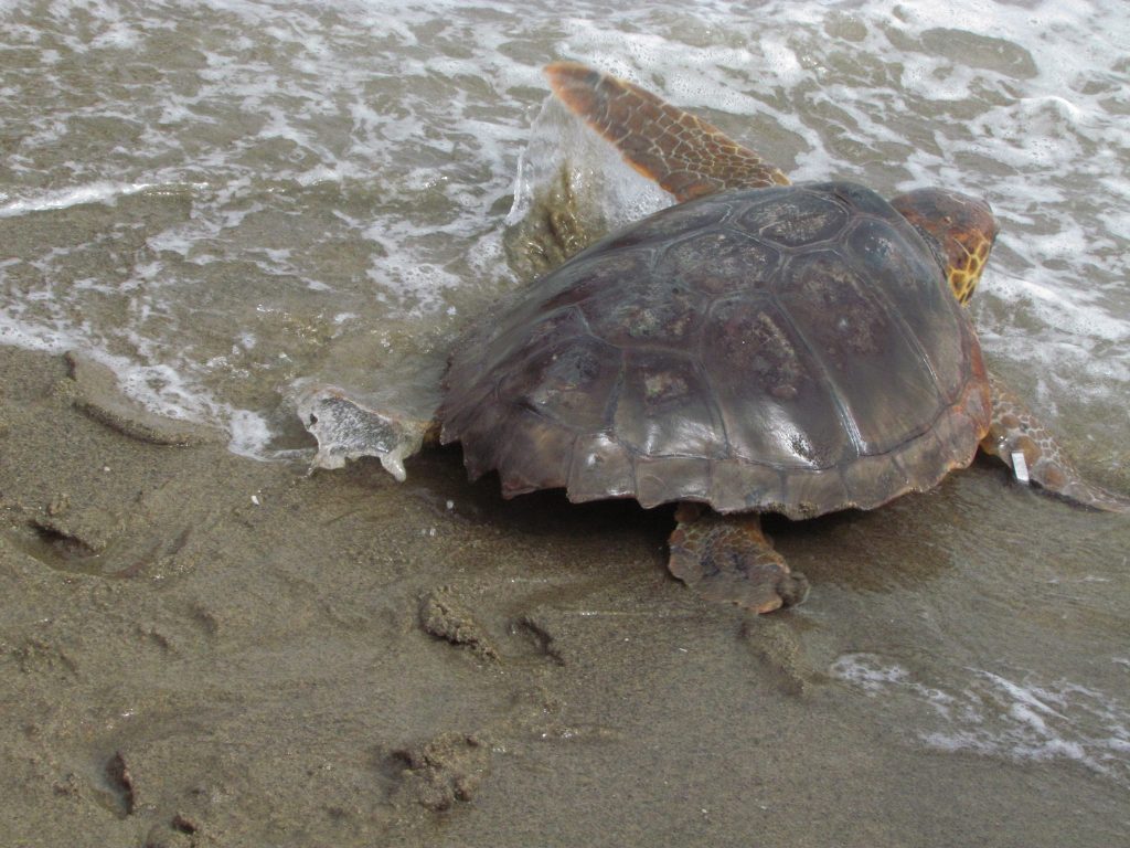 tartarughe marine nella spiaggia di Fontane Bianche