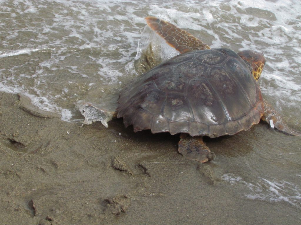 sea ​​turtles in the beach of Fontane Bianche