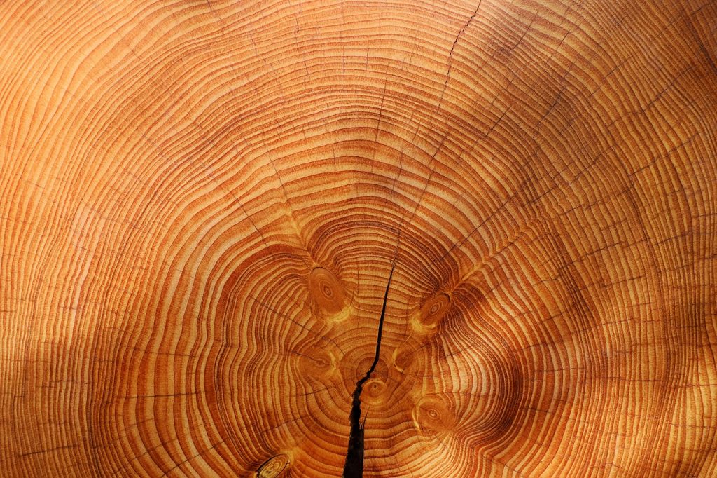 faggi più antichi d'Europa - tronco di albero con anelli 