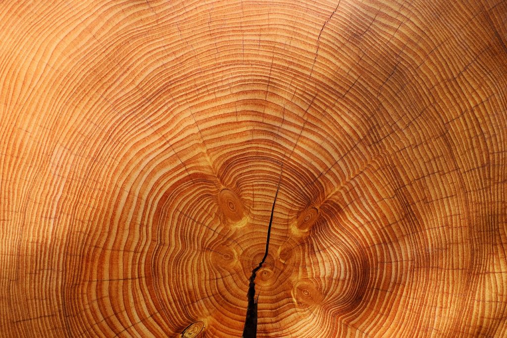 oldest beech in Europe - tree trunk with rings