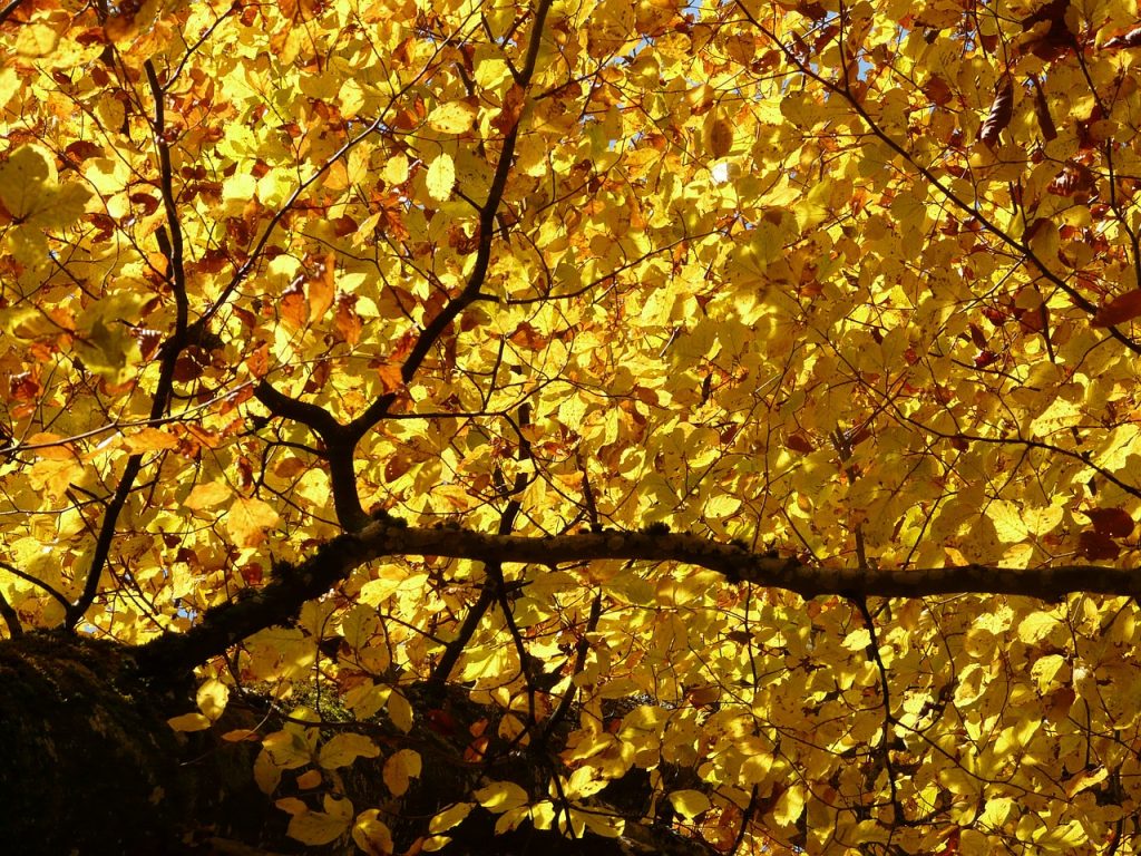 oldest beeches in Europe - detail of branch with yellow leaves