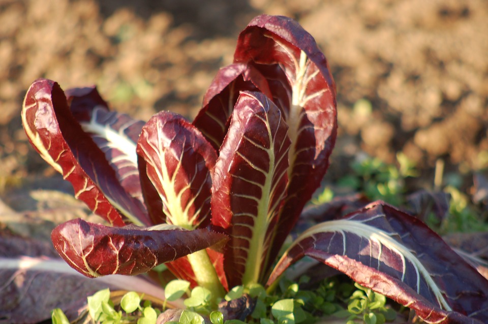 Wurzeln und Fasioi-Büschel von Radicchio, die aus der Erde ragen