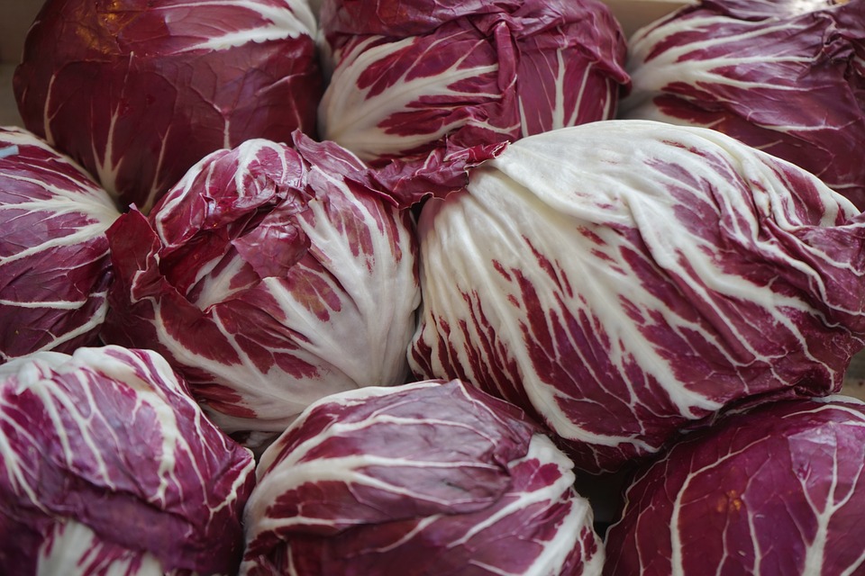 root and fasioi -many red round radicchio