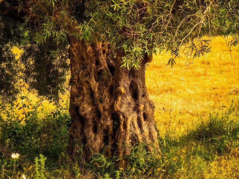 Griko ein Olivenbaum