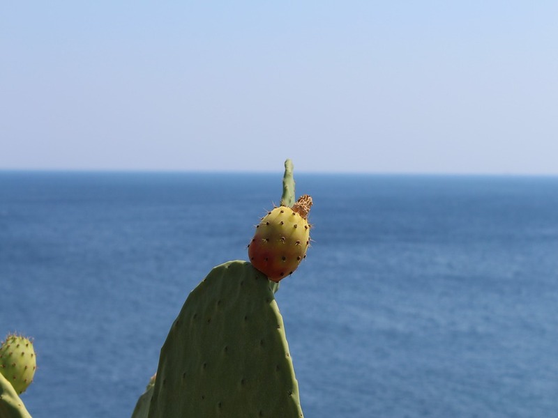 Bild von Kaktusfeigen auf Meereshintergrund im Salento