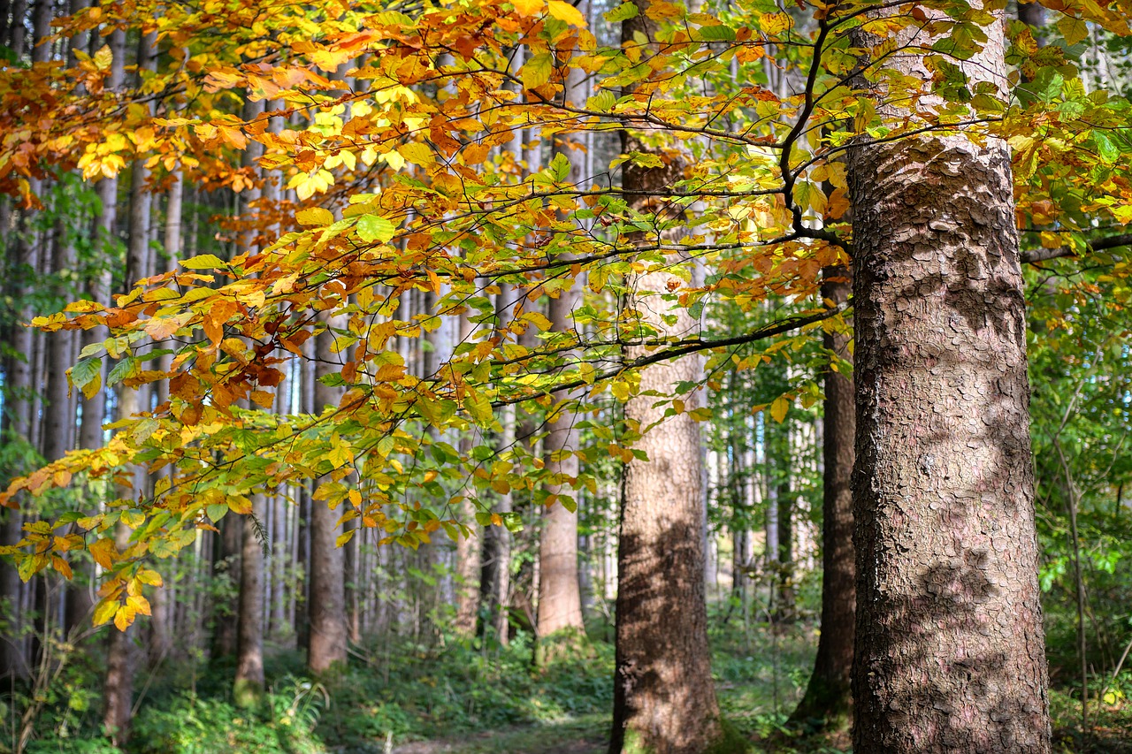 oldest beeches in Europe - beech forest with green and yellow leaves