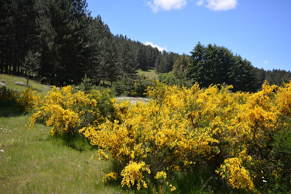 montanine della sila in Calabria