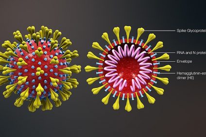cellula del coronavirus