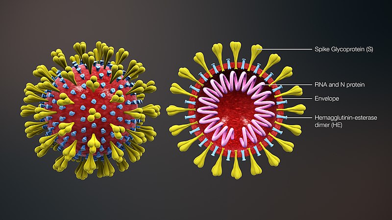 célula variante del coronavirus