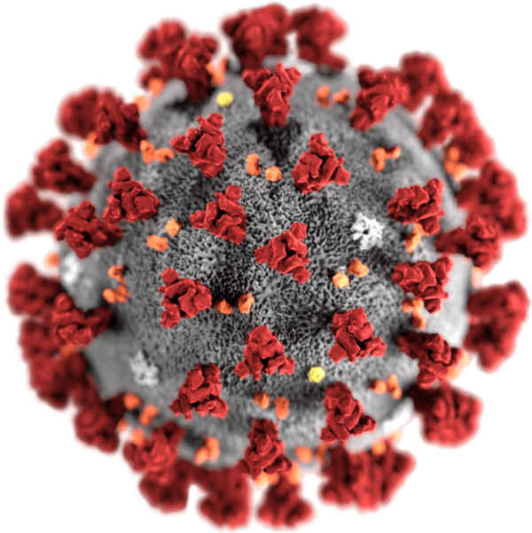 cellula del coronavirus